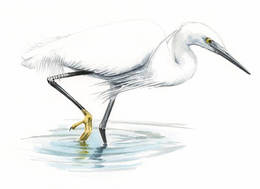 Aigrette garzette