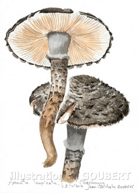 Amanite inopina envoi