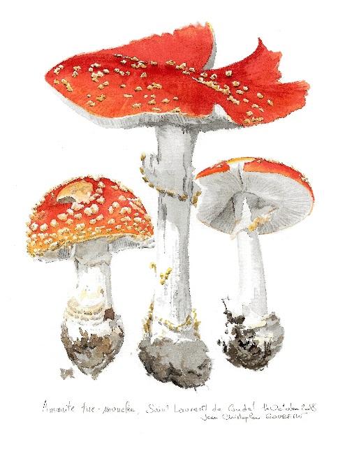 Amanite tue-mouches