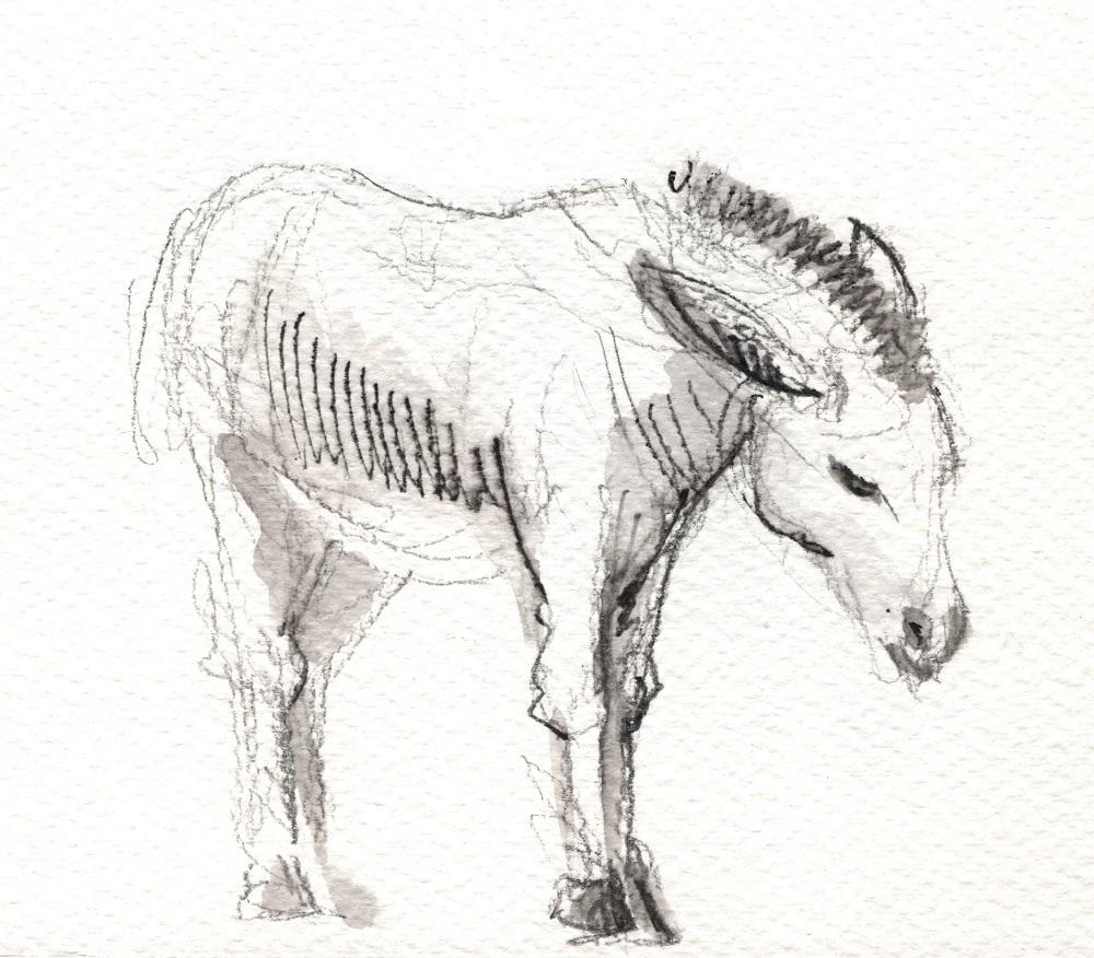 Ane
