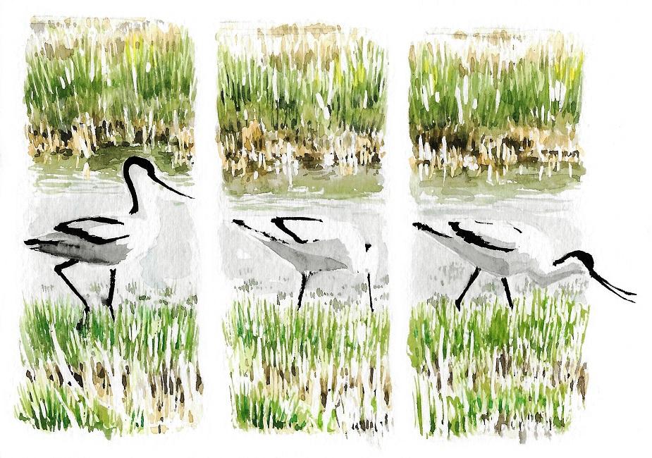 Avocette