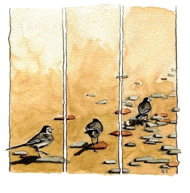 Bergeronnette à la plage
