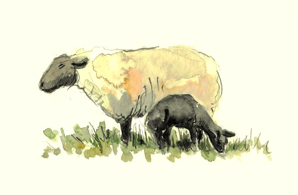 Brebis et agneau