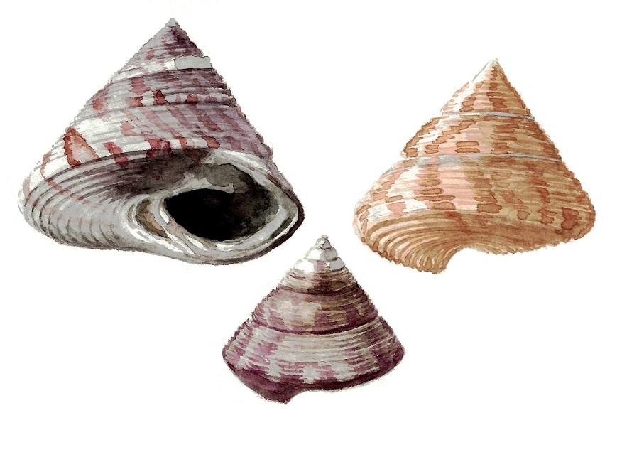 Calliostomes gamma contrastes 751