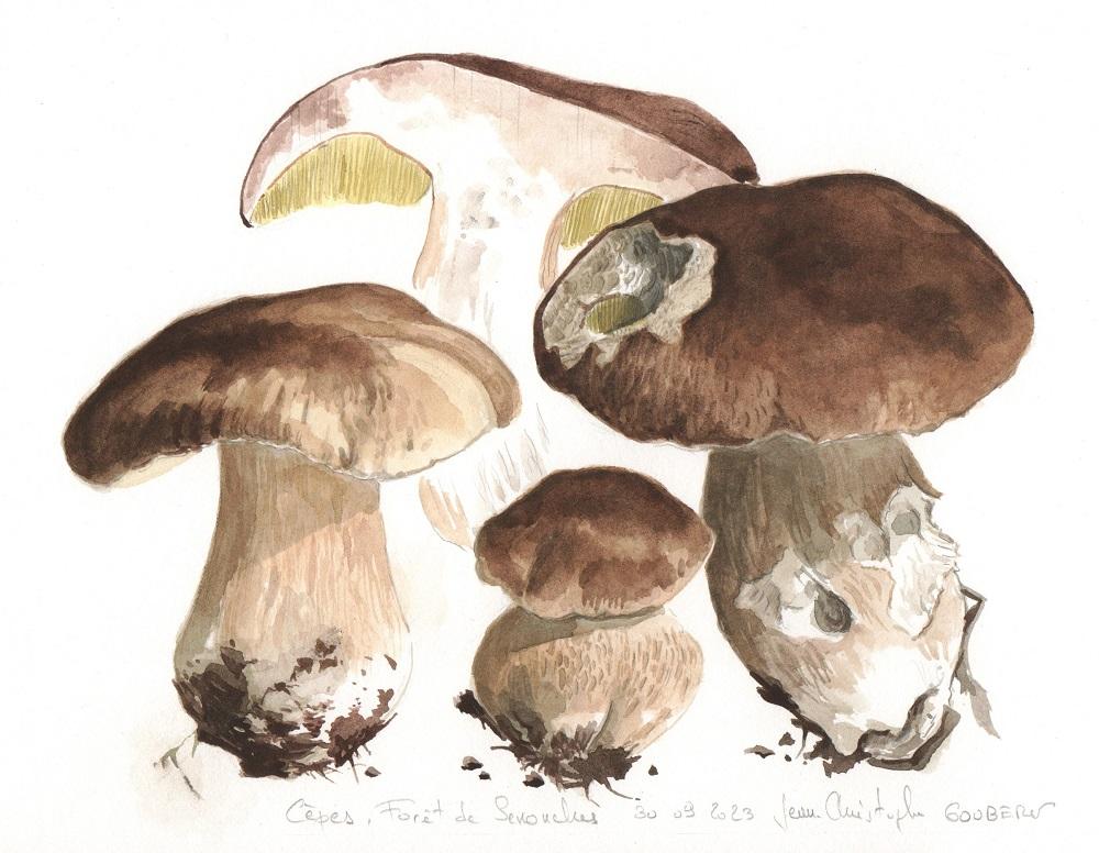 Cepes