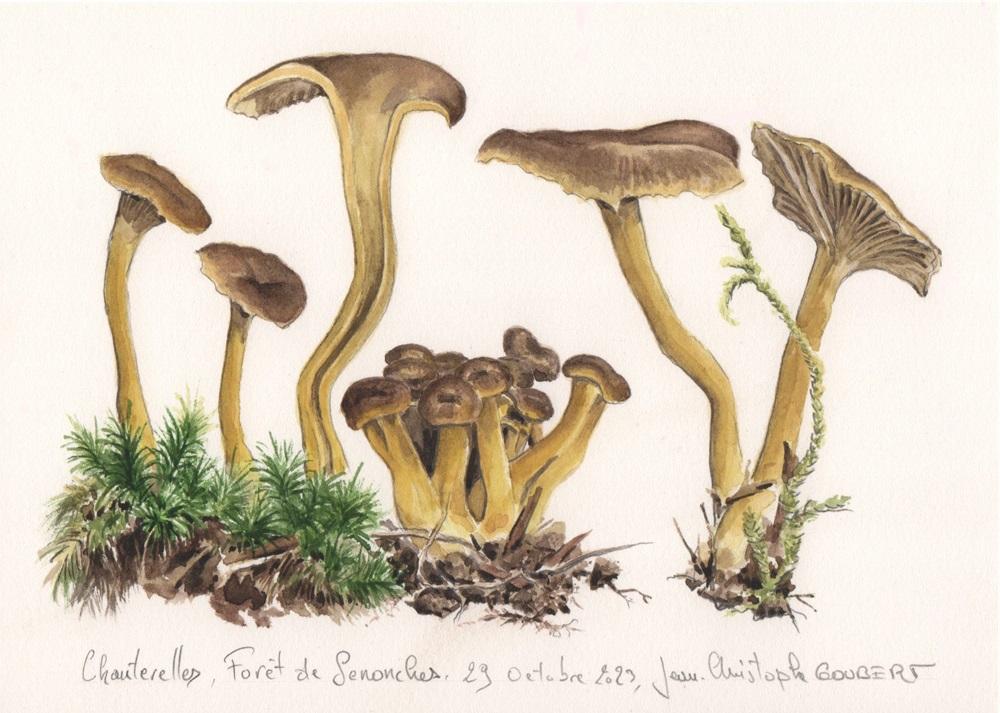 Chanterelles