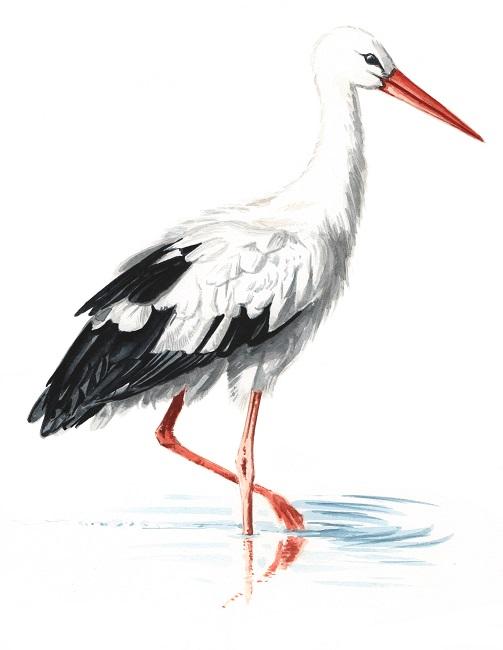 Cigogne blanche