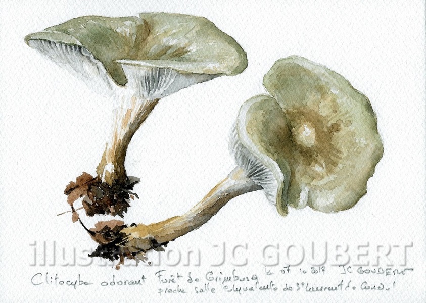 Clitocybe anise gamma