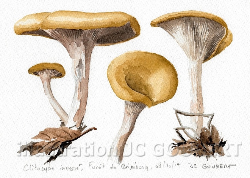 Clitocybe inverse gamma