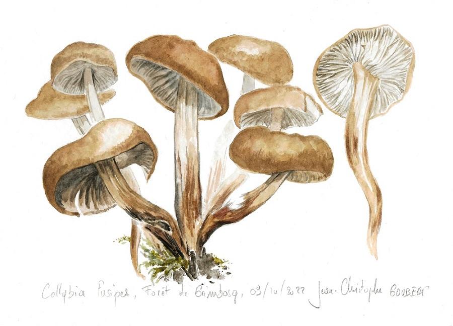 Collybia fusipes