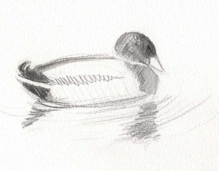 Colvert sur l eau