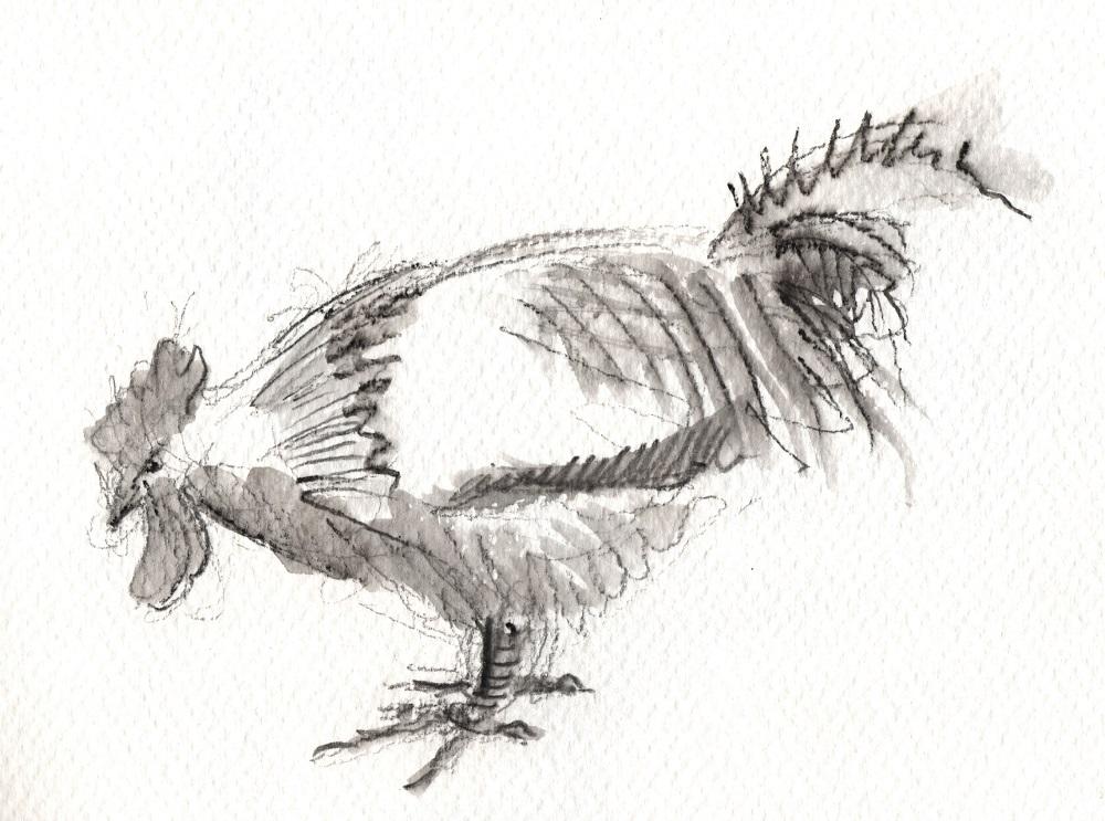 Coq