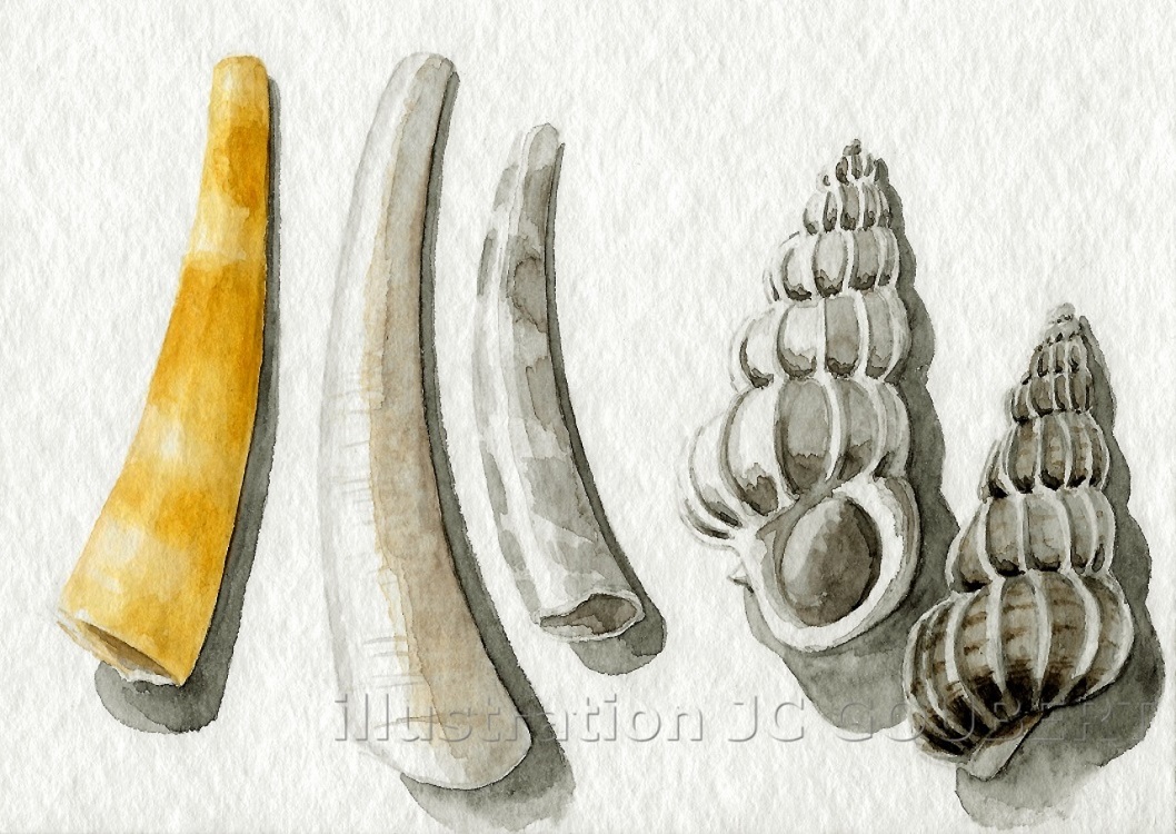 Dentales et scalaires 2