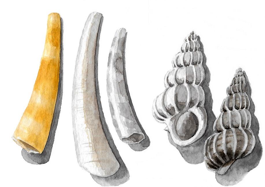 Dentales et scalaires