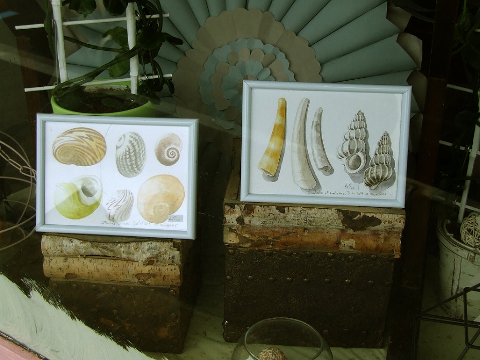 Exposition coquillages aquarelle