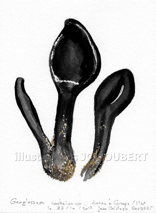 Geoglossum