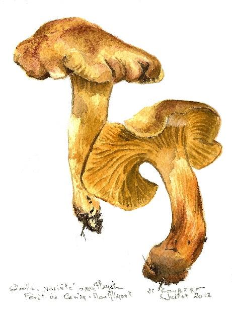 Girolle améthyste
