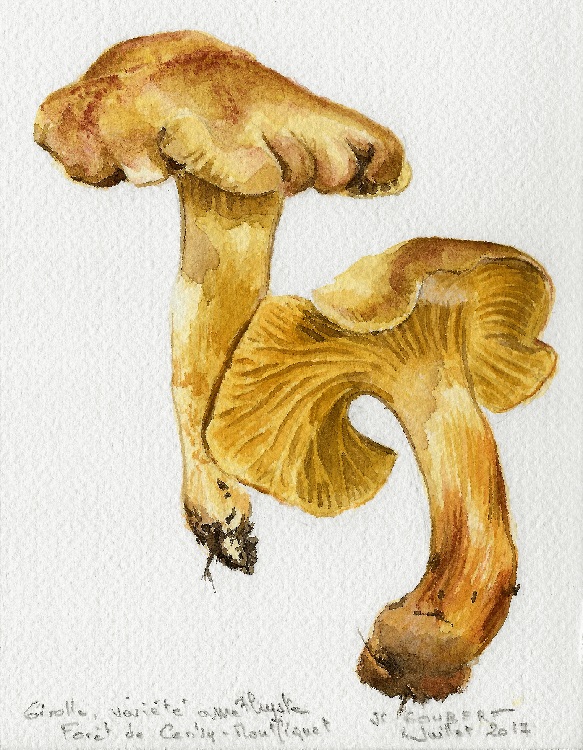 Girolle amethyste