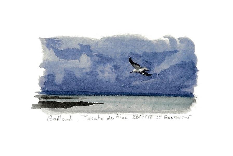 Goeland pointe du hoc 23 11 19