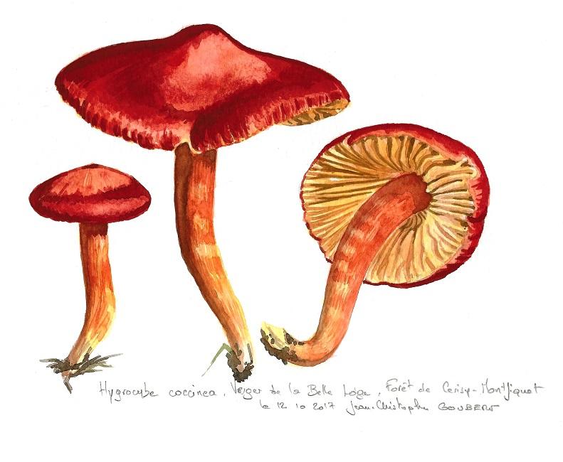 Hygrocybe coccinea