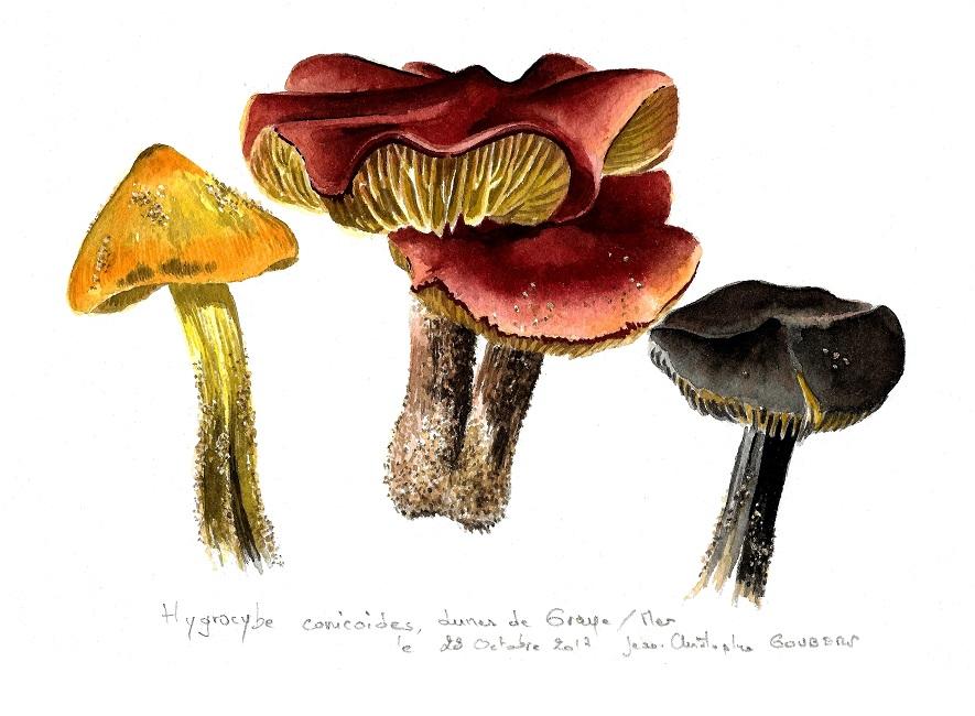 Hygrocybe conicoides