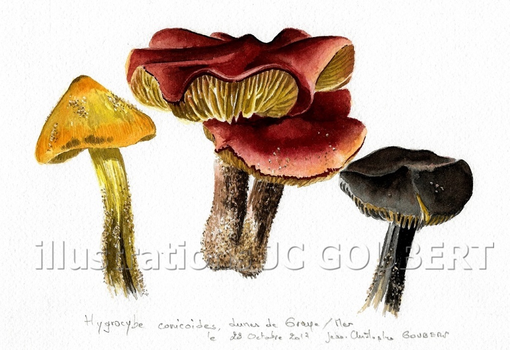 Hygrocybe conicoides