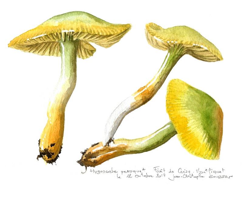 Hygrocybe perroquet