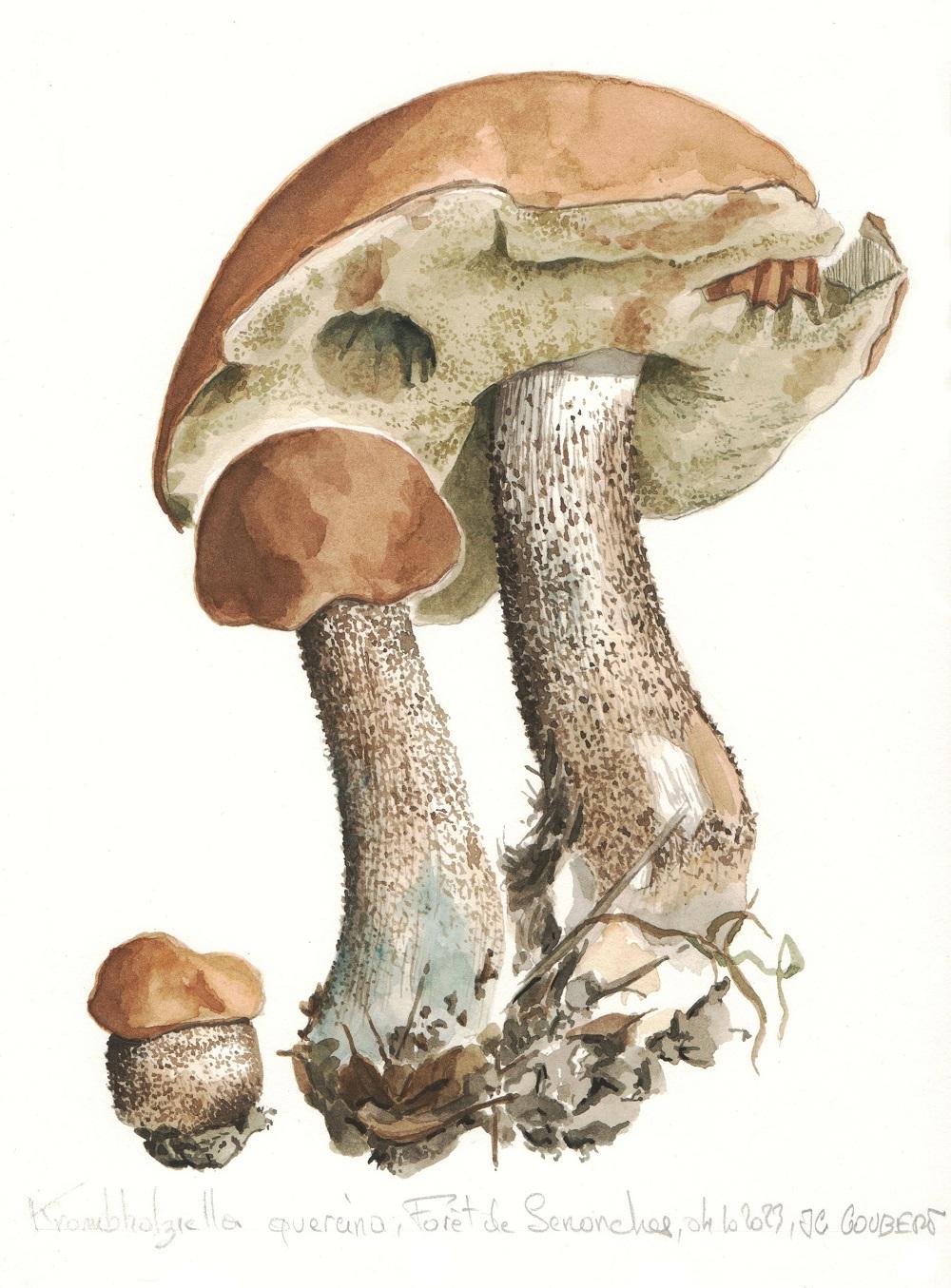 Krombhoziella