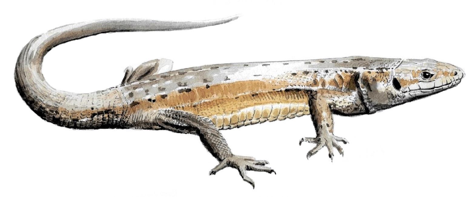 Lézard vivipare
