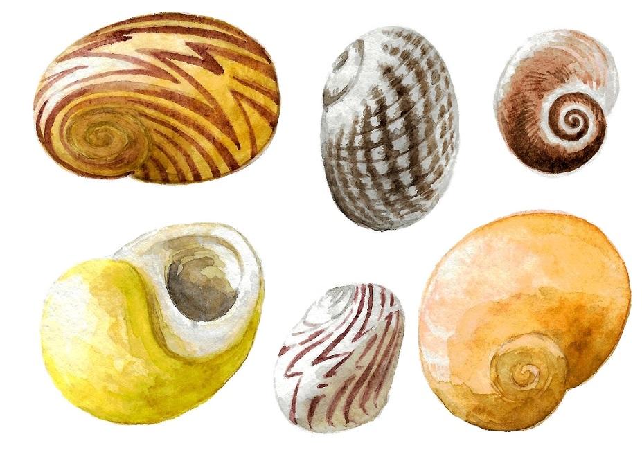 Littorines obtuses