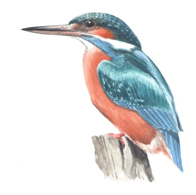 Martin-pêcheur