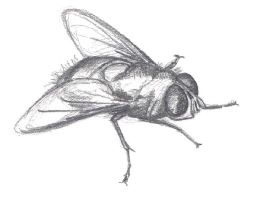 Mouche verte