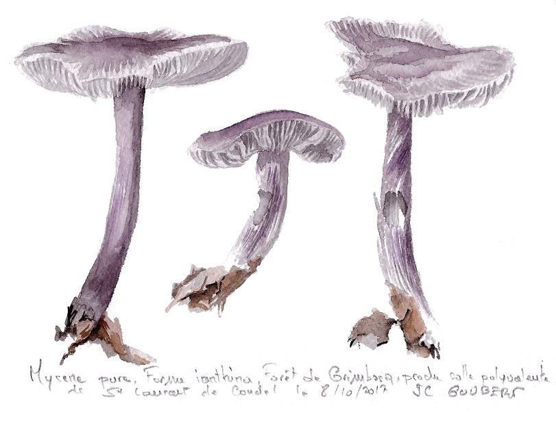 Mycène pure, forme ianthina