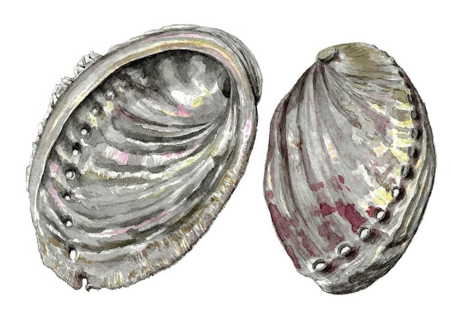 Coquilles d'ormeaux