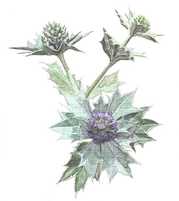 Panicaut de mer