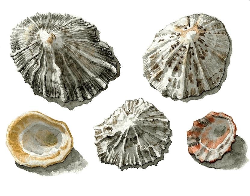 Coquilles de patelles