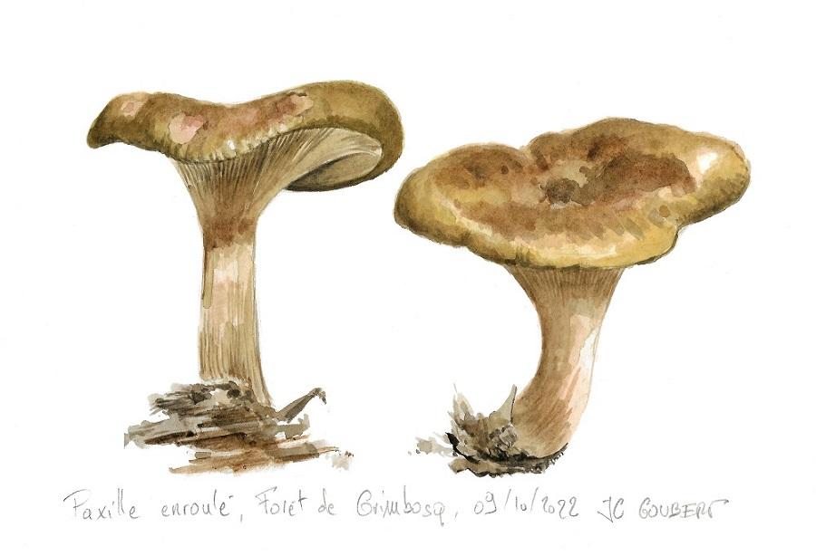 Paxille enroule