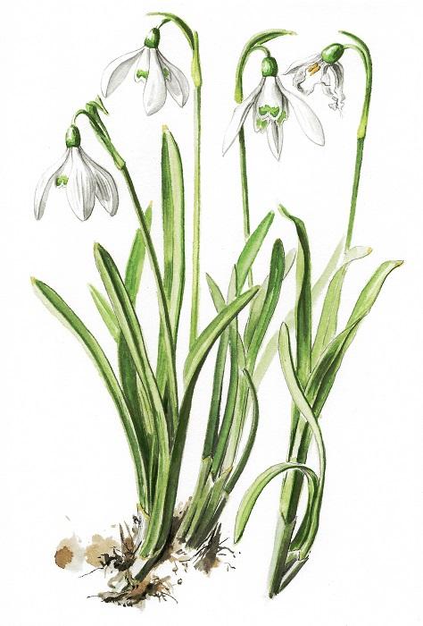 Perce neige