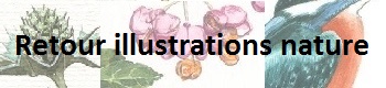 Retour illustrations nature 1