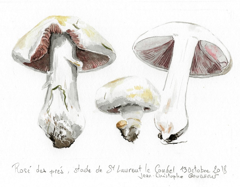 Rose des pres gamma