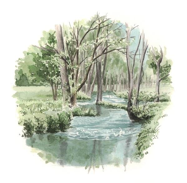 Rypisylve aquarelle 1