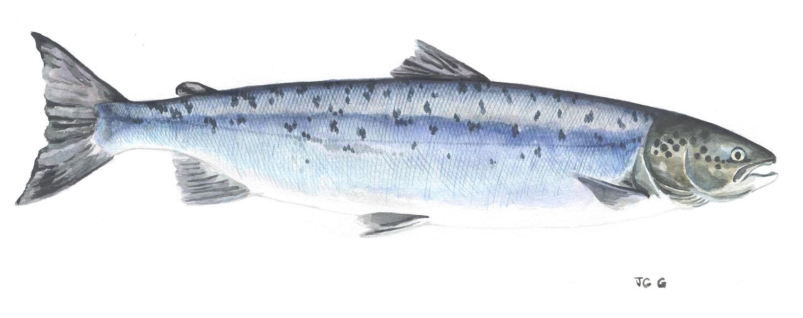 Saumon atlantique