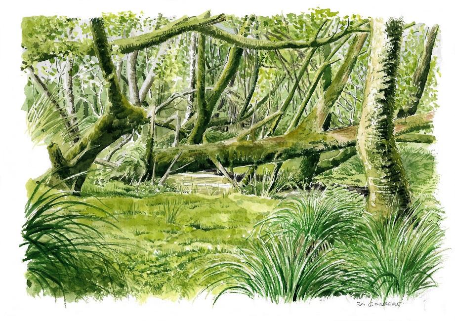 Sous bois