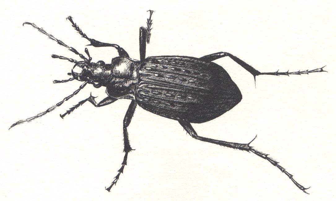 Carabe granuleux