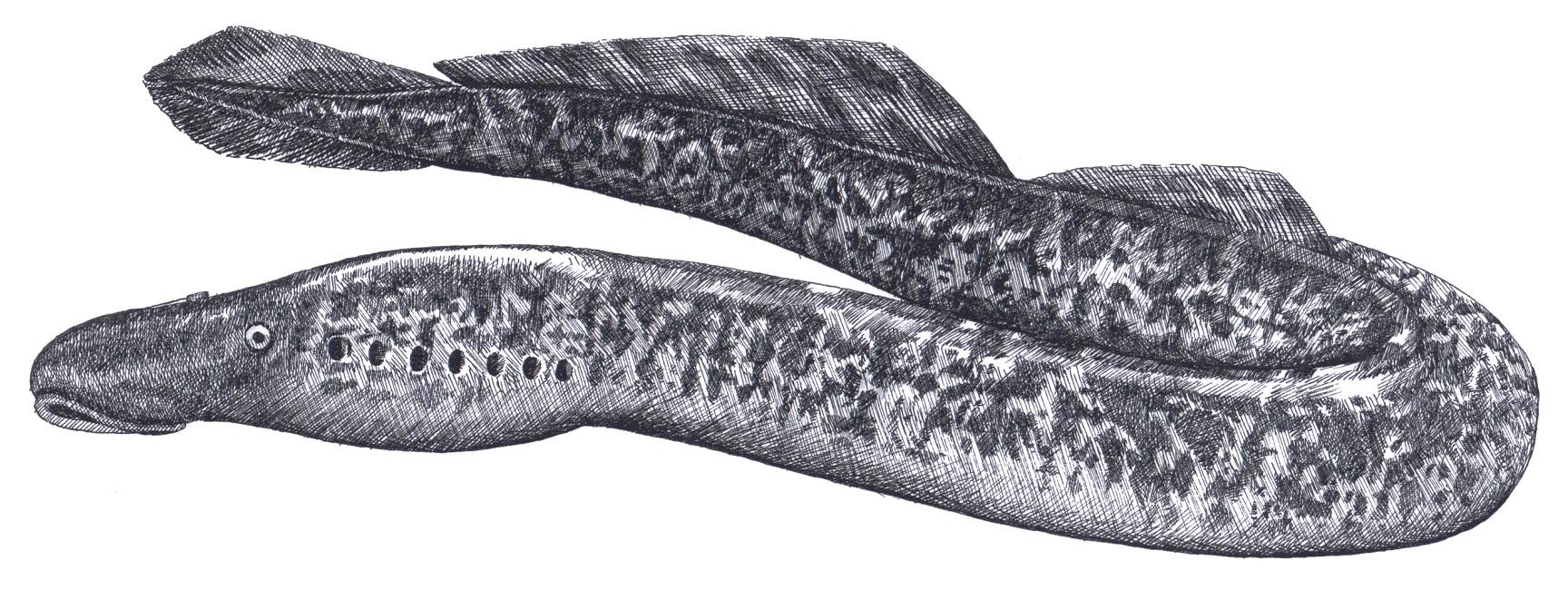 Lamproie marine