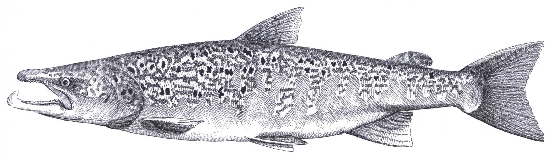 Saumon en période de frai