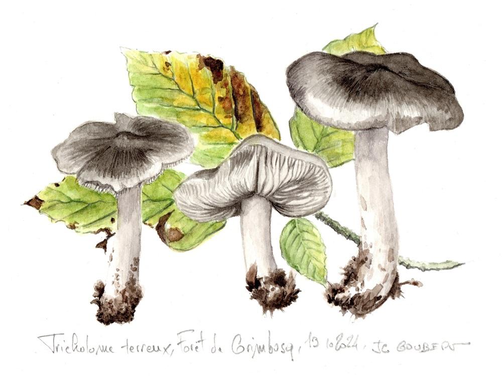 Tricholoma scan2 correction