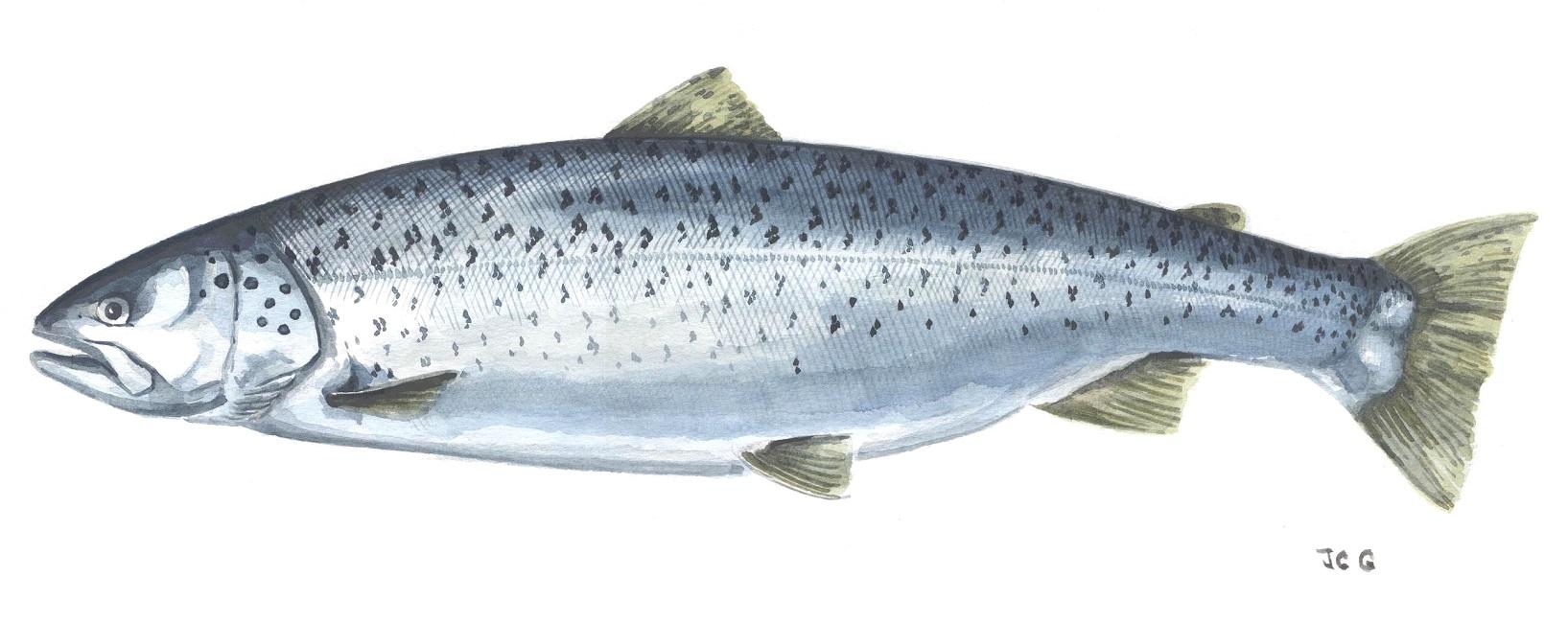 Truite de mer